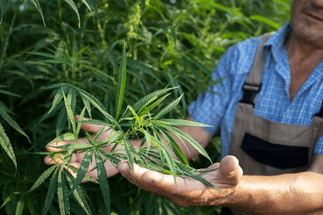 Comprehensive Marijuana Security Solutions